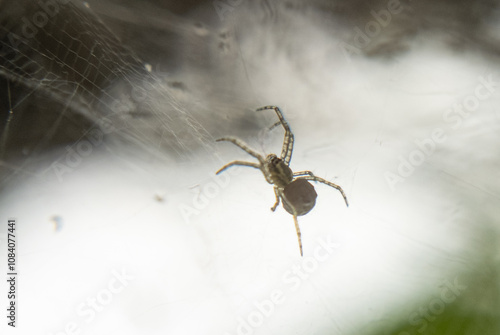 The Web Master: A Close-Up of a Tiny Spider in Its Nest