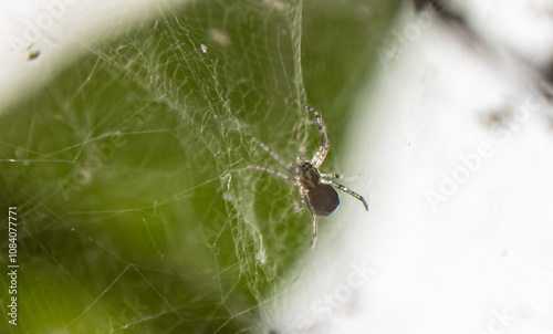 The Web Master: A Close-Up of a Tiny Spider in Its Nest