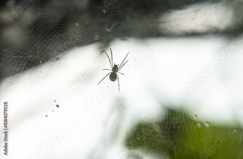 The Web Master: A Close-Up of a Tiny Spider in Its Nest