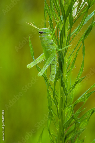 Freshly molted bright green short horned grasshopper, Acrididae spp. Exoskeleton is visible in upper right corner. Undeveloped wings indicate this is still a nymph. Vertical