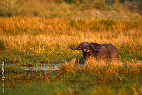 Nature habitat, sunny day with blue sky. Kazinga Channel, nature wild. Buffalo sunset. offalo in the water with white heron on the back. Funny image from Africa.