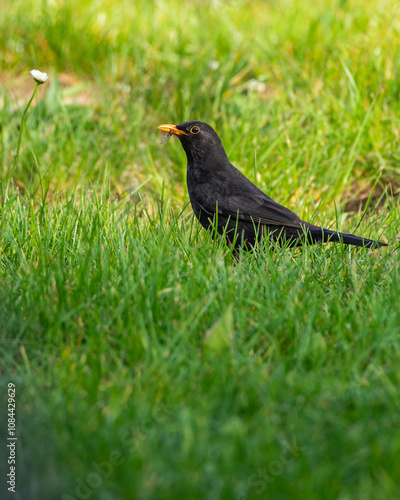 Kos Turdus merula