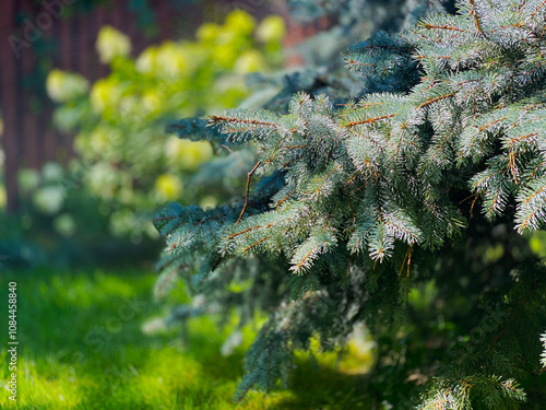 blue Christmas tree branches in summer