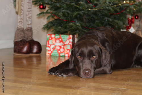 labrador chocolate