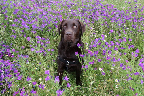 labrador chocolate