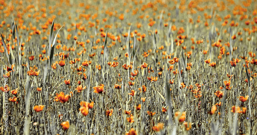 Vibrant orange wildflowers blooming abundantly in a lush field under bright sunlight during springtime