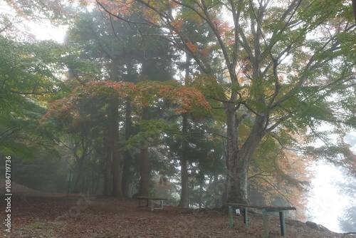 秋を感じる紅葉