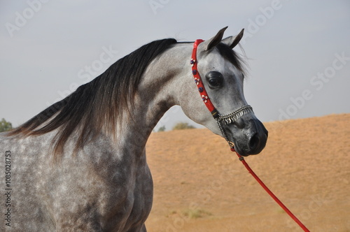 Show Arabian Horses and racing arabian horses.