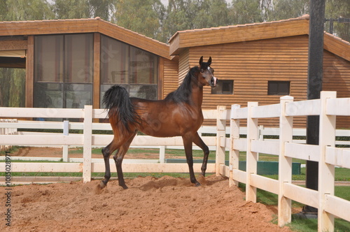 Show Arabian Horses and racing arabian horses.