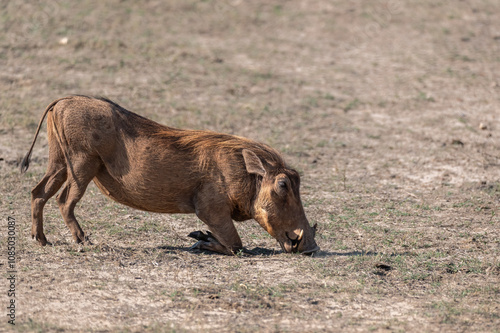 Warthog on his front knees while browsing on the very short grass in an arid area