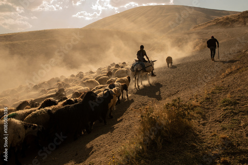 little buffalo herder and buffaloes