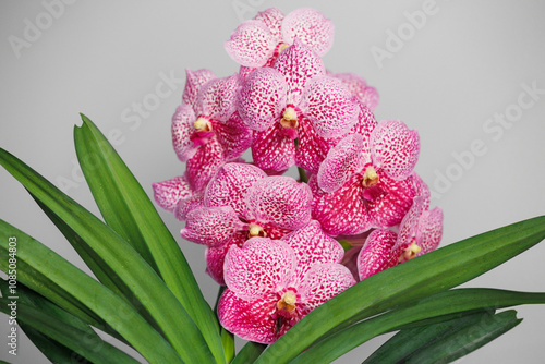 pink blooming vanda orchid