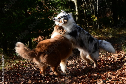 Spiel im Herbstlaub. Zwei Australien Shepherd Hunde spielen im herbstlichen Wald