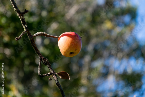 pomme rouge sur une branche éclairée par un rayon de soleil par une journée d'automne au bord du chemin de randonnée d'Apchat dans le puy de dôme