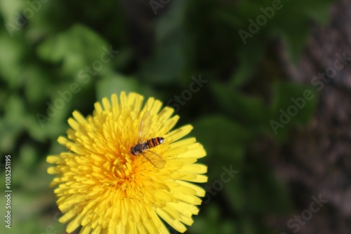 insecte butinant une fleur jaune