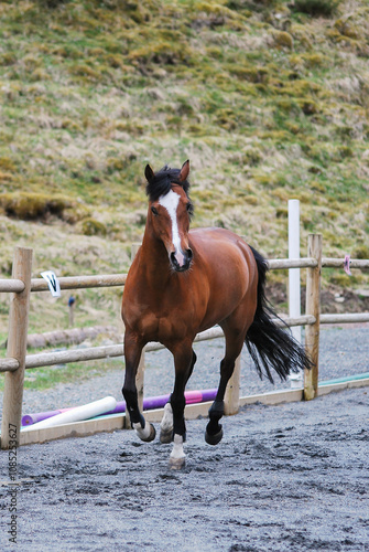 A playful horse running energetically in a sand arena, kicking up dust with powerful strides.