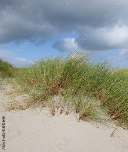 tufts of green grass growing among the dunes of the Mediterranean country