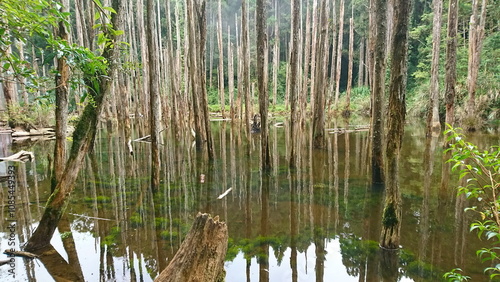 A tranquil wetland scene featuring tall, lifeless trees rising from calm, reflective water surrounded by lush green foliage, formed after a landslide in the 921 earthquake blocking the river