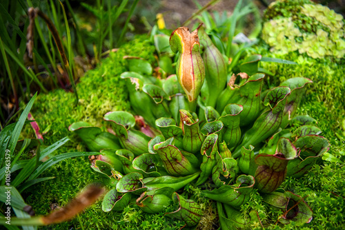 Carnivorous plants at the conservatory