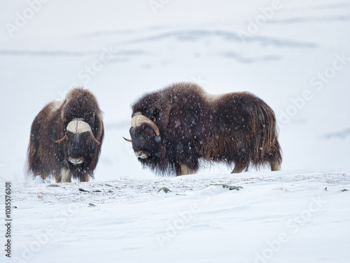 Zwei Moschusbullen in Winterlandschaft