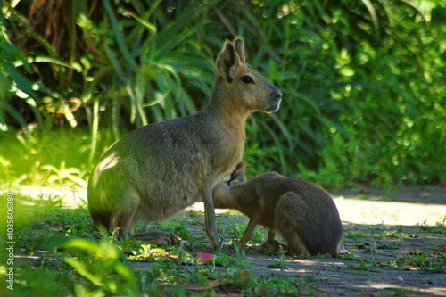 Madre e hijo mara 