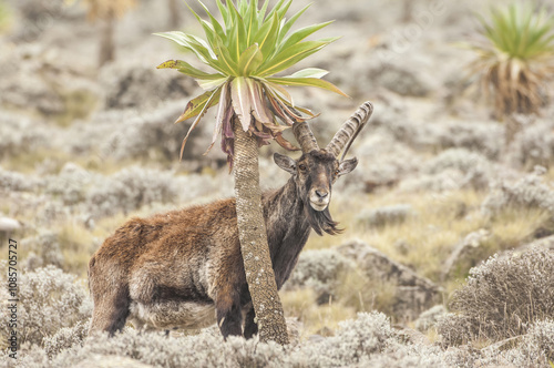 Walia Ibex (Capra walie), Simien mountains national park, Amhara region, North Ethiopia