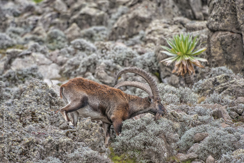 Walia Ibex (Capra walie), Simien mountains national park, Amhara region, North Ethiopia