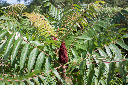 Sumak octowiec (Rhus typhina)