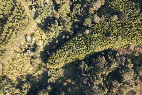 Uma linda vista aérea de vegetação em uma fazenda, com uso de drone