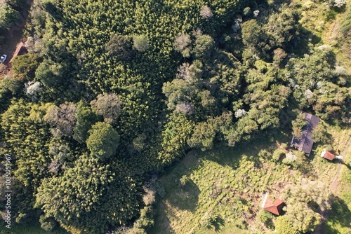 Vista aérea de vegetação em uma fazenda, com uso de drone