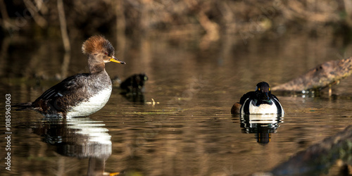 Male and Female Hooded Mergansers (Lophodytes cucullatus). Western Oregon.