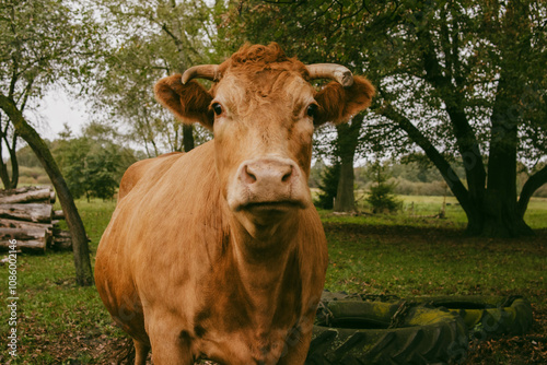 Krowa u farmera na gospodarstwie