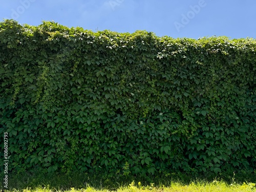 American ivy, Parthenocissus quinquefolia green leaves. Parthenocissus quinquefolia, Virginia creeper, Victoria creeper, five-leaf ivy or five fingers, is a flowering vine in the grape in spring. 