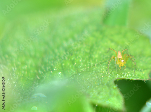 Mangora spiculata is a species of spider belonging to the Araneidae family. This species is also part of the Araneae order. The scientific name of this species was first published in 1847 by Hentz