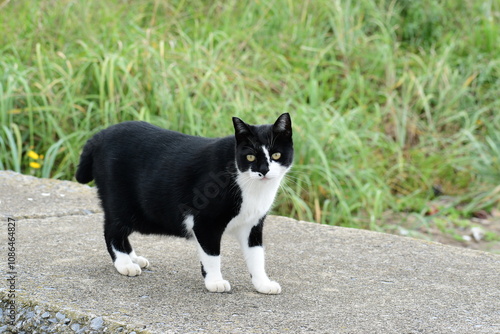 海岸の野良猫