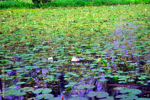 Damaged lily plants in an neglected pond are strewn with leaves, twigs and rubbish