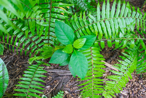 The closeup of the green fresh fern 