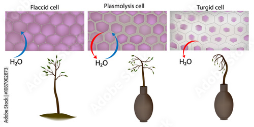 Flaccid, Turgid and Plasmolysis cells. Osmosis and plant transport. Process of contraction or shrinkage of the protoplasm of a plant cell. 