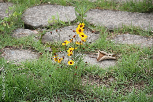 Image of parasitic plants blooming on the Daecheongcheon trail