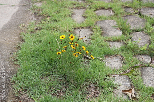 Image of parasitic plants blooming on the Daecheongcheon trail