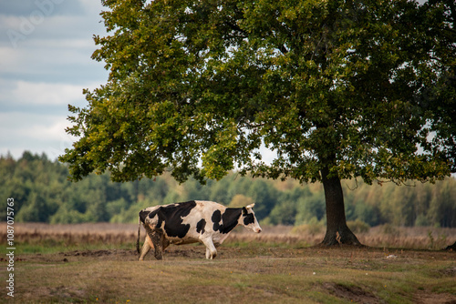 Czarno biała krowa pod drzewem