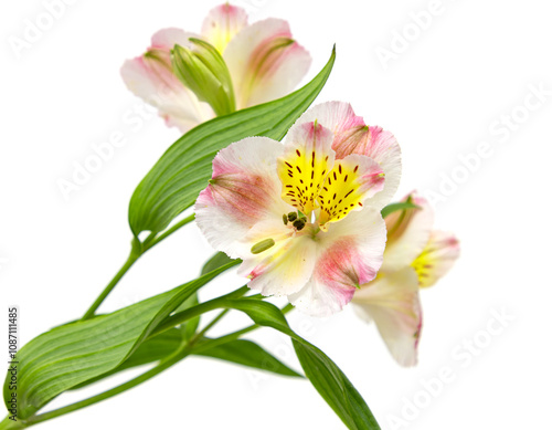 A single flower with a yellow center and pink petals