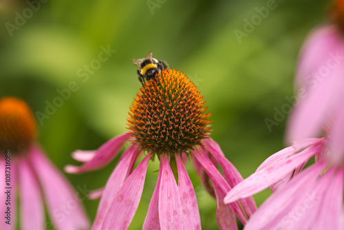 beautiful pink coneflower with bumblebee, pretty pink flower with pollen pistil, pink petals and green background, coneflower and bumblebee, pink echinacea and insect, orange pollen pistil