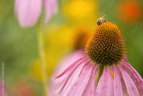 beautiful pink coneflower with bumblebee, pretty pink flower with pollen pistil, pink petals and green background, coneflower and bumblebee, pink echinacea and insect, orange pollen pistil