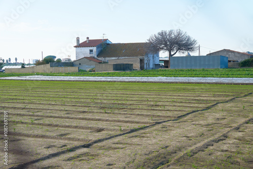 View of a crop field with furrows and plants growing. Agricultural industry.