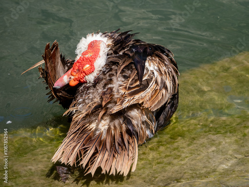 Muscovy duck Cairina Moschata sitting on the quayside