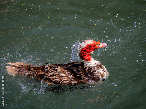 Muscovy duck Cairina Moschata bathing on the Preveli river