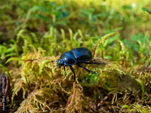 Close-up of the earth-boring dung beetle - Geotrupes stercorarius walking on a green moss in forest. Autumn scenery