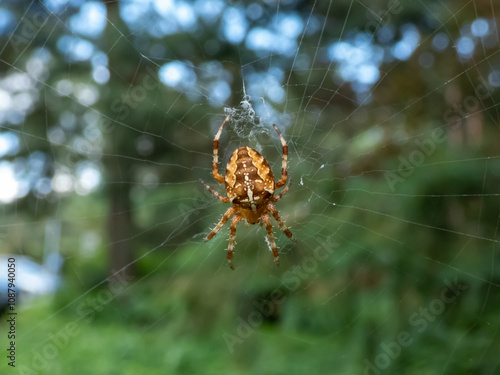 Cross orb-weaver (Araneus diadematus) showing the white markings across the dorsal abdomen hanging in the web with green foliage in background