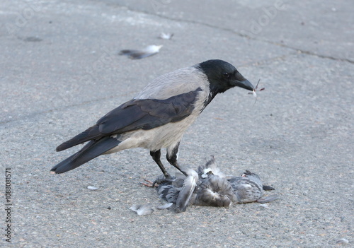 A crow finishes off a pigeon on the asphalt